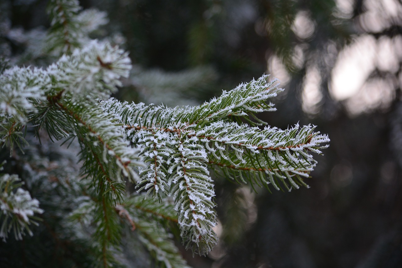pine frost cold free photo