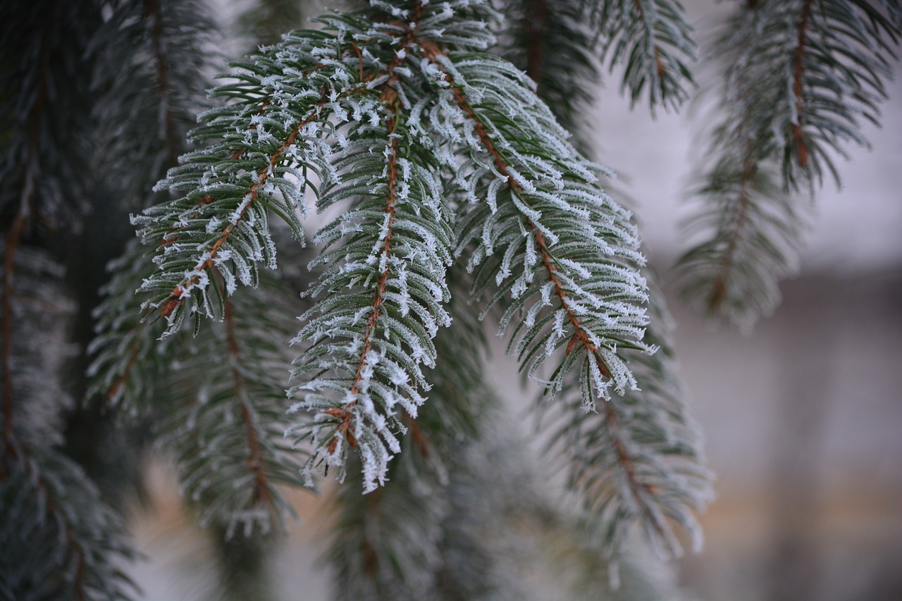 pine frost cold free photo