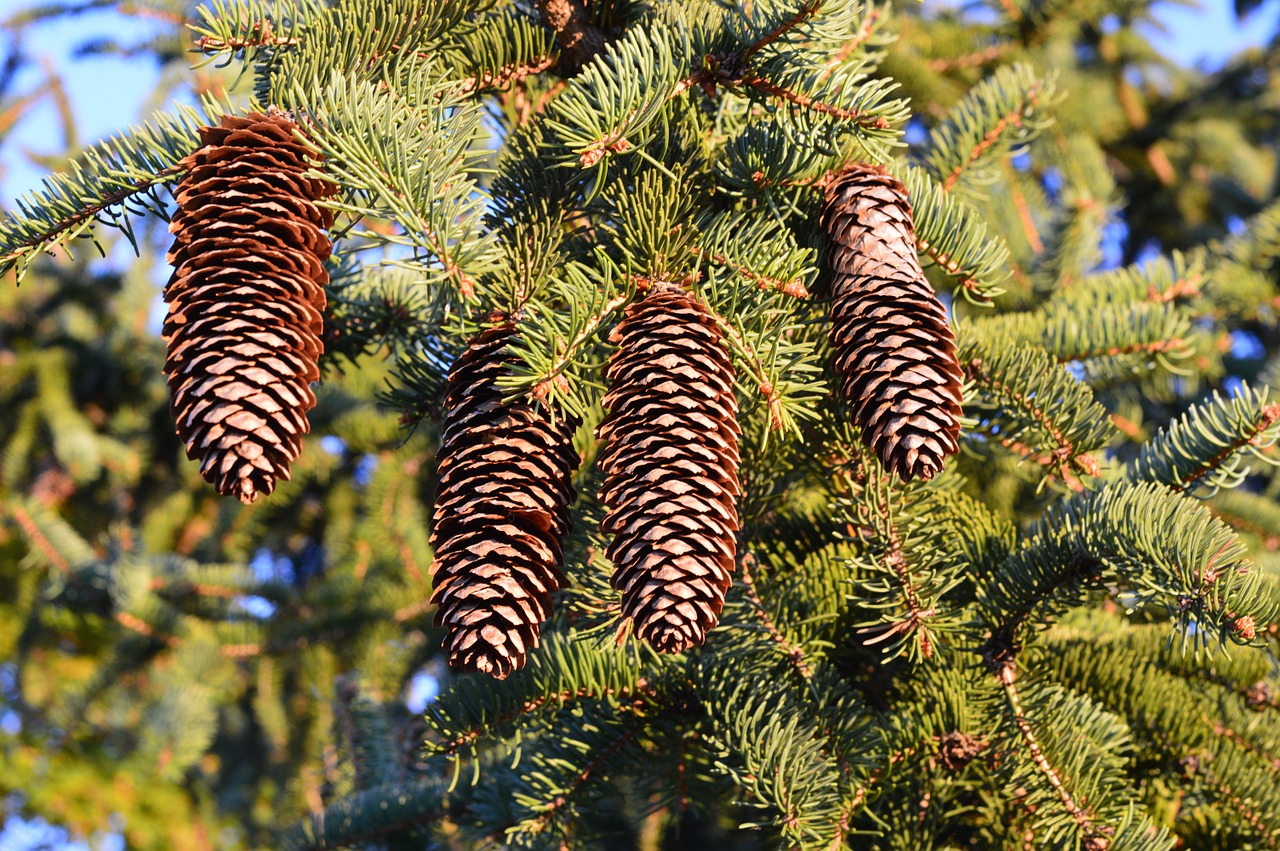pine cones trees free photo