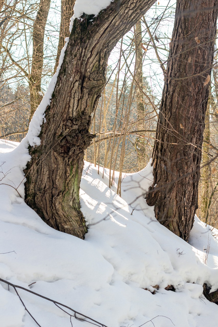 pine snow winter free photo