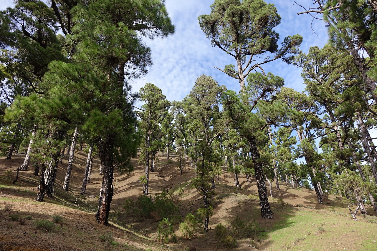 pine pine grove green nature free photo