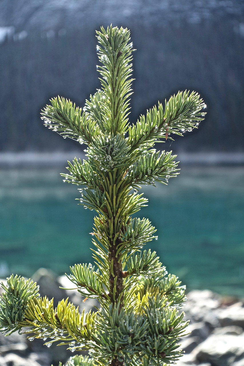 pine branch tree free photo