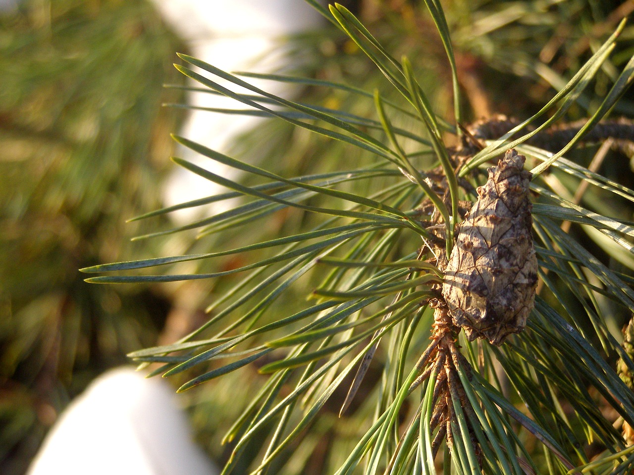 pine pine cone sprig free photo
