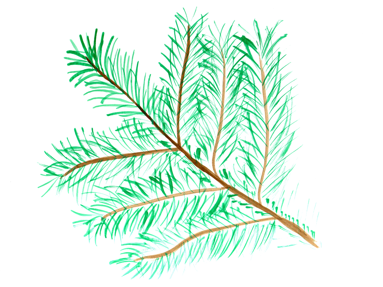 pine branch watercolor free photo