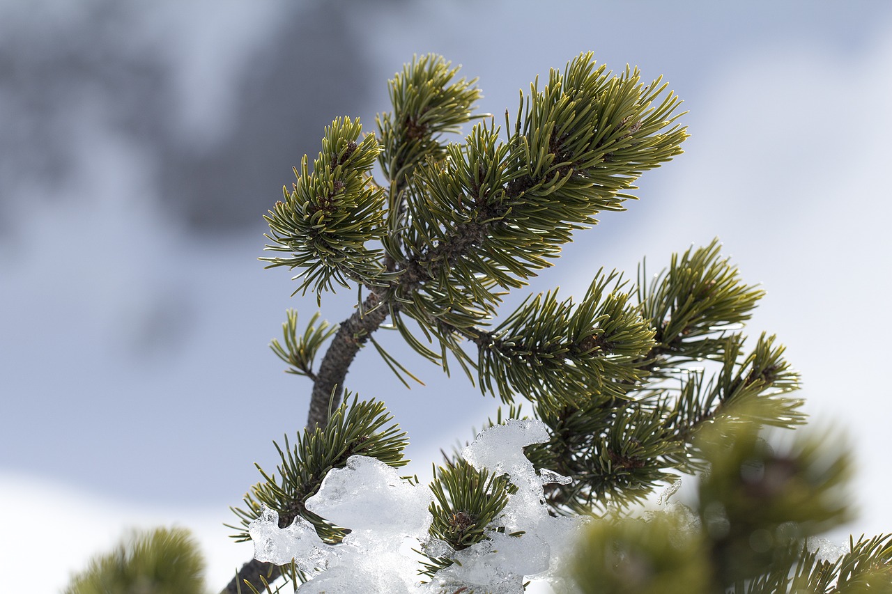 pine pinus mugo mountain pine free photo