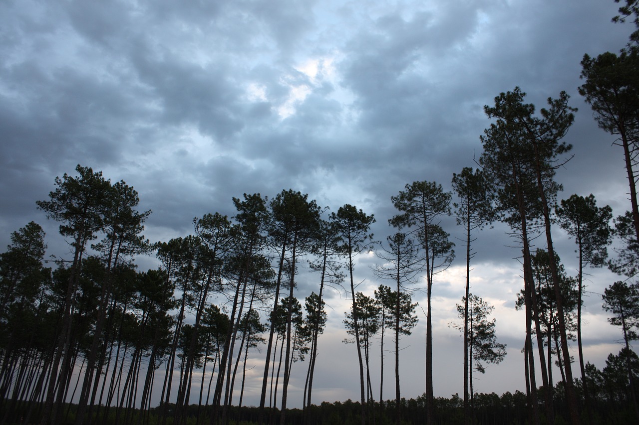 pine storm sky free photo