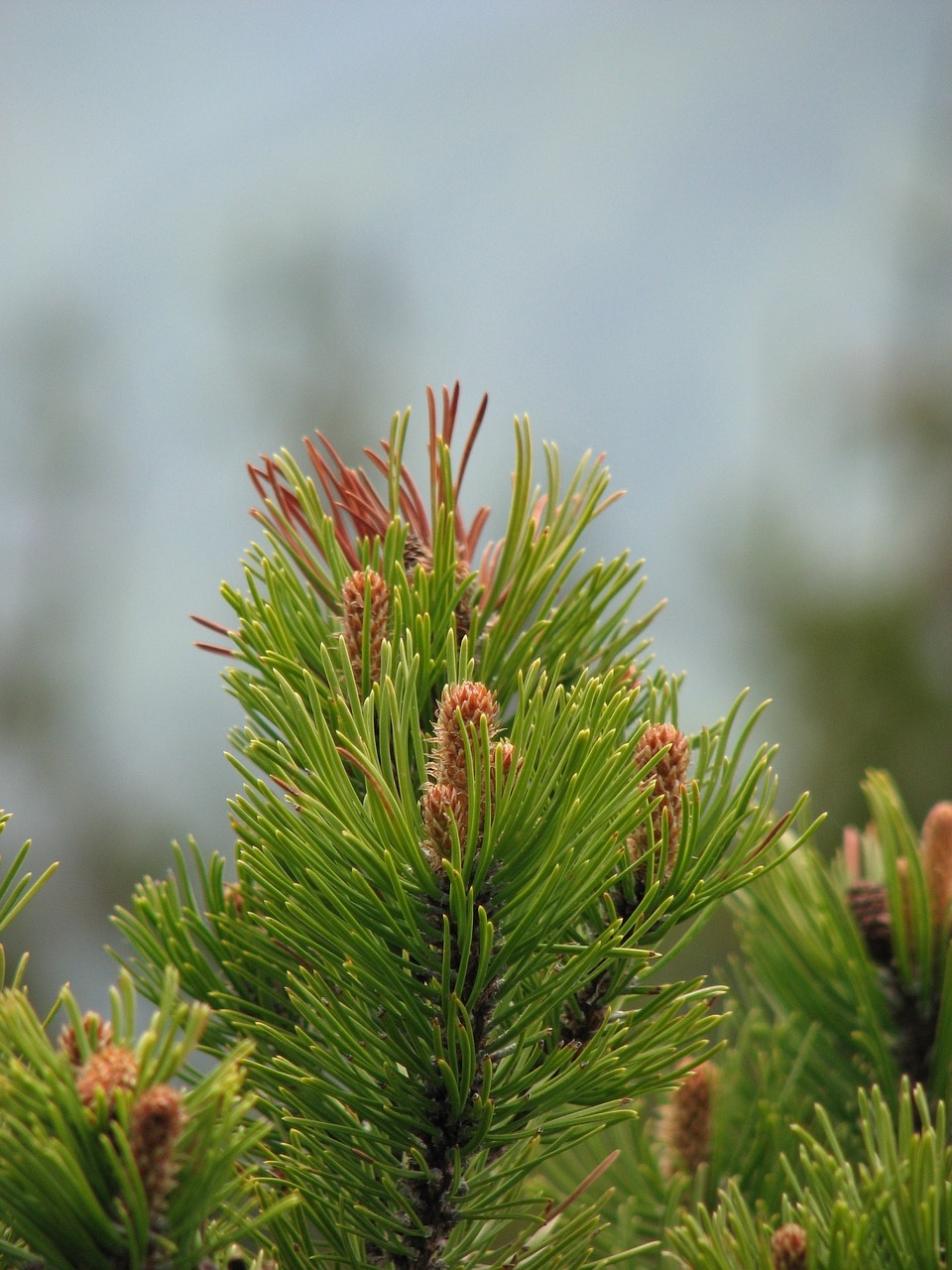 pine tree cones free photo