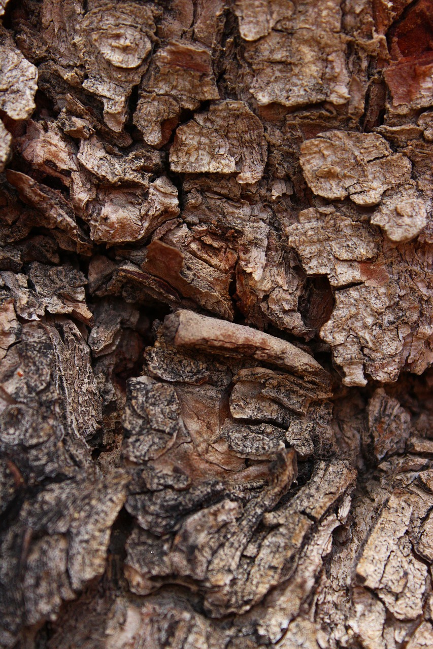 pine tree bark free photo