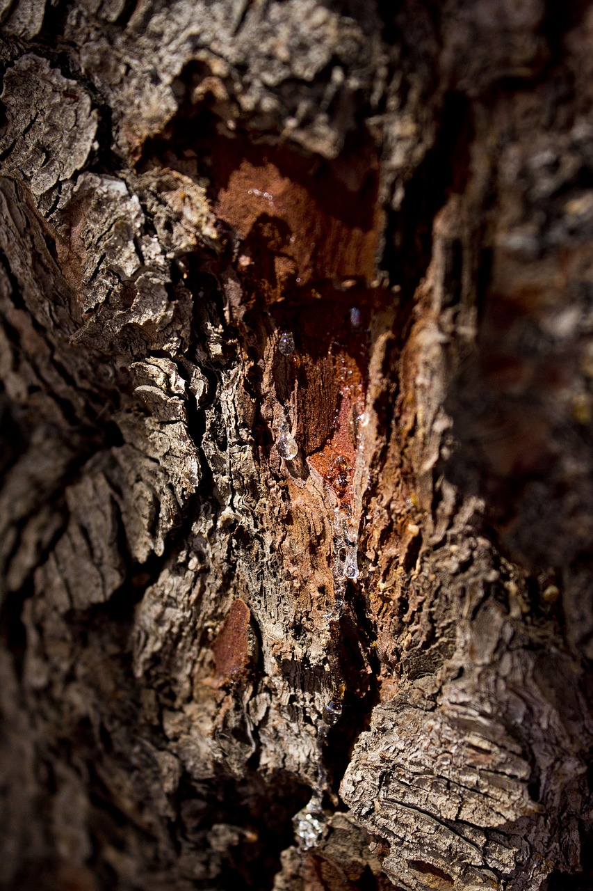 pine sap tree free photo