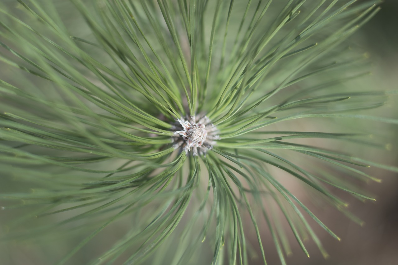 pine green needles free photo