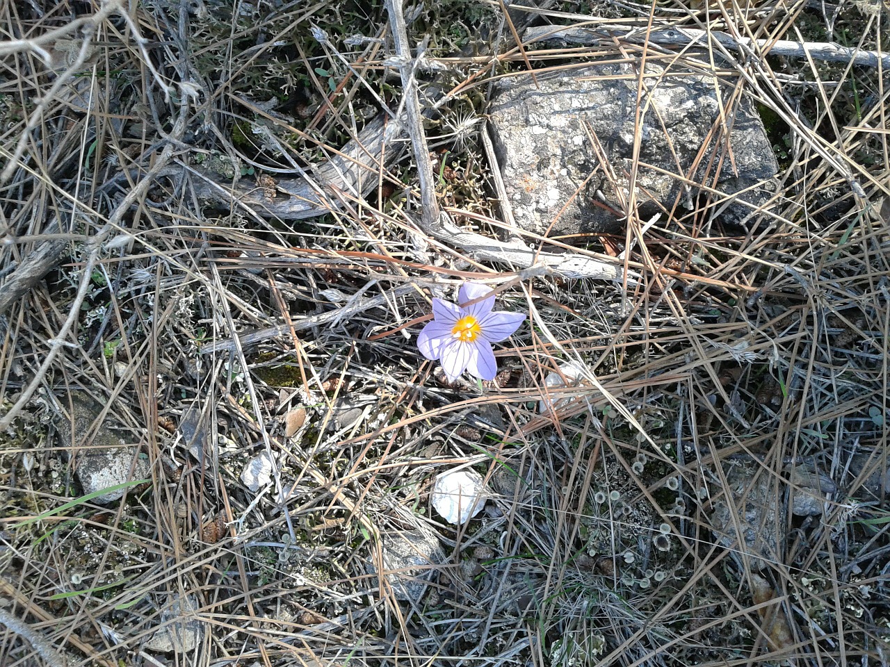 pine forest flower free photo