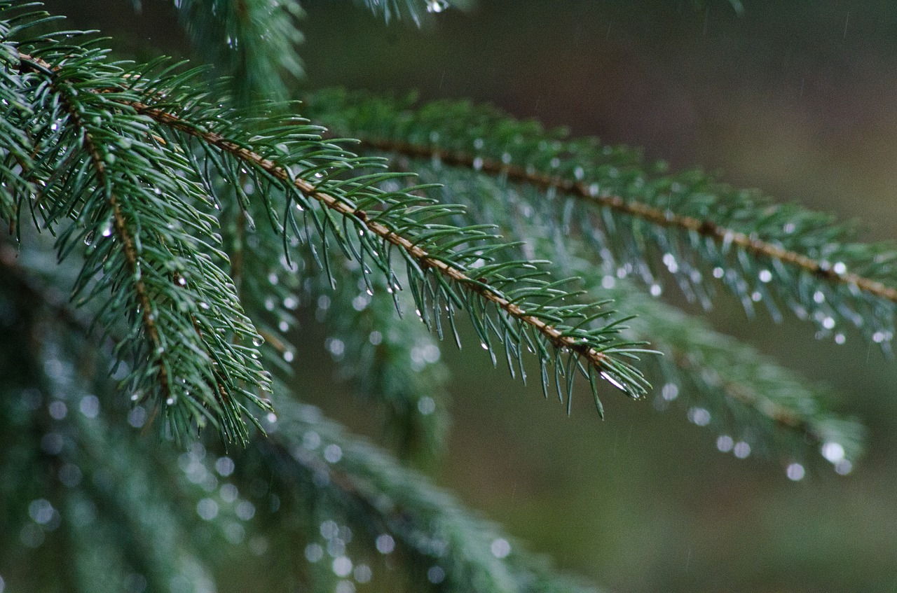 pine rain forest free photo