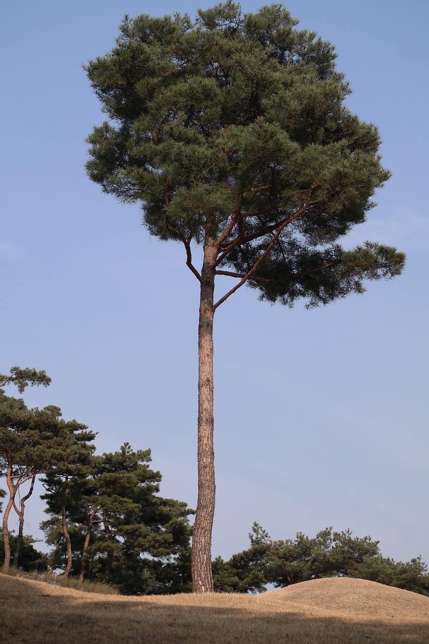 pine wood ability free photo