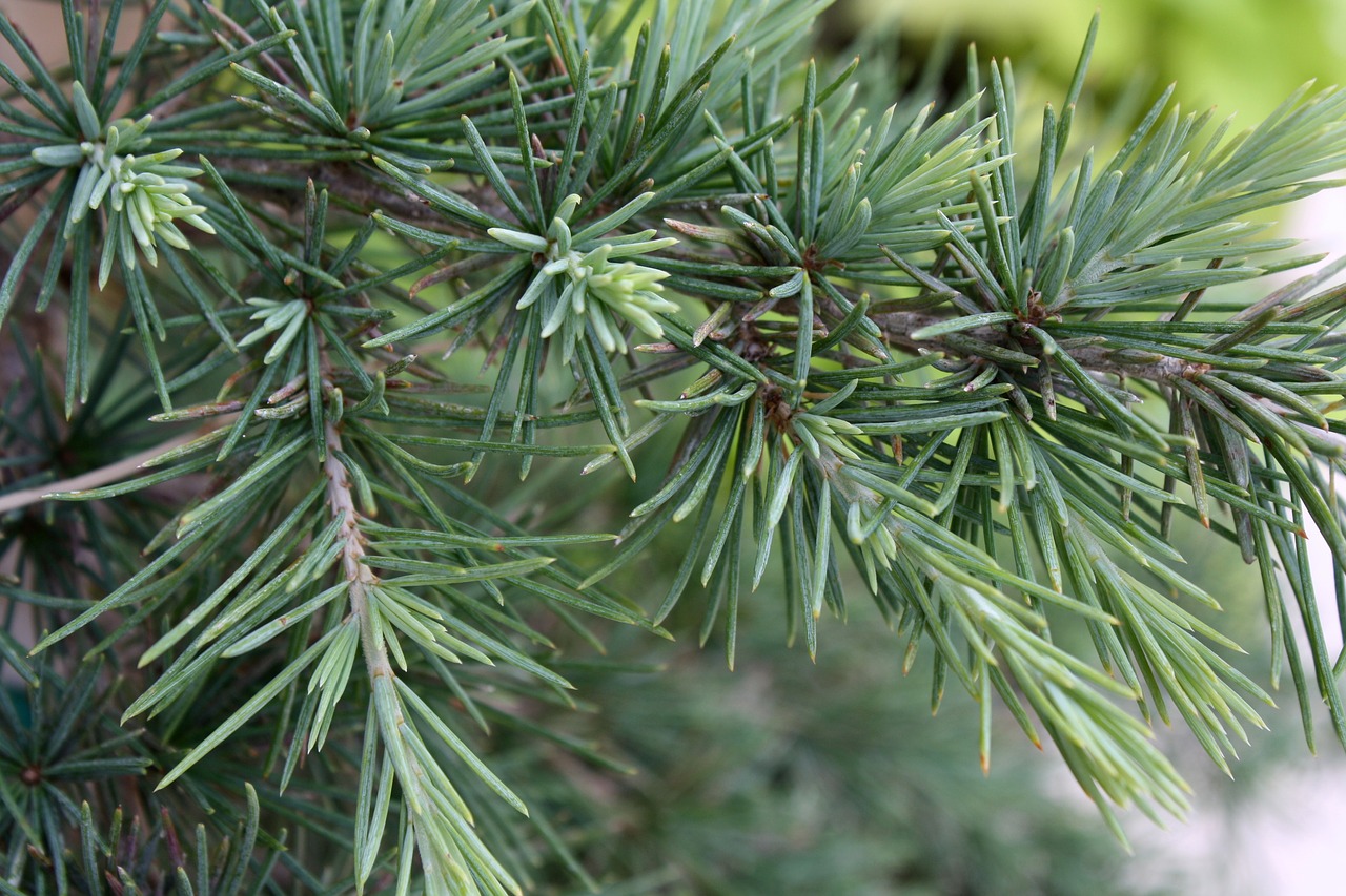 pine plant nature free photo