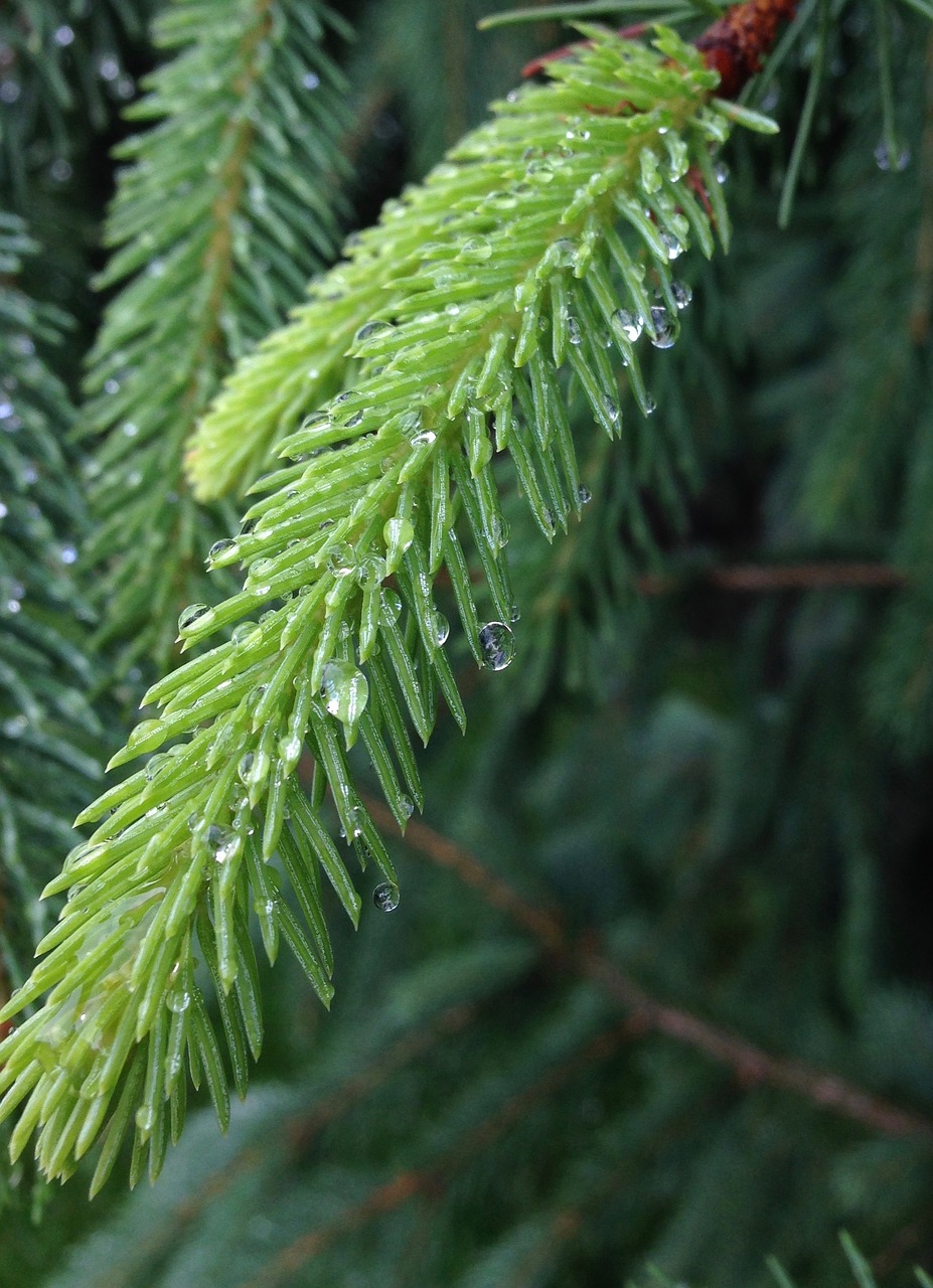 pine fir evergreen free photo