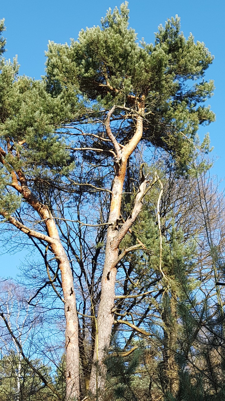 pine tree forest free photo