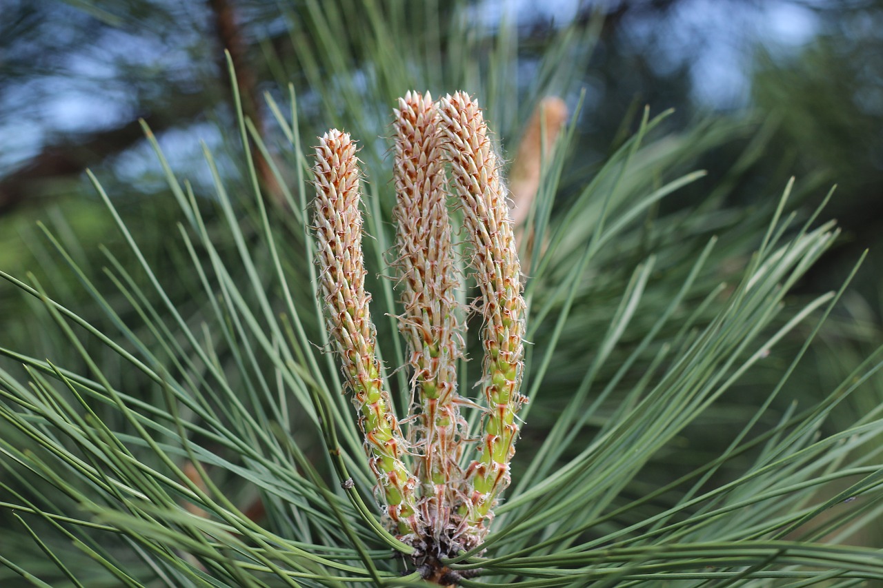 pine needles plant free photo