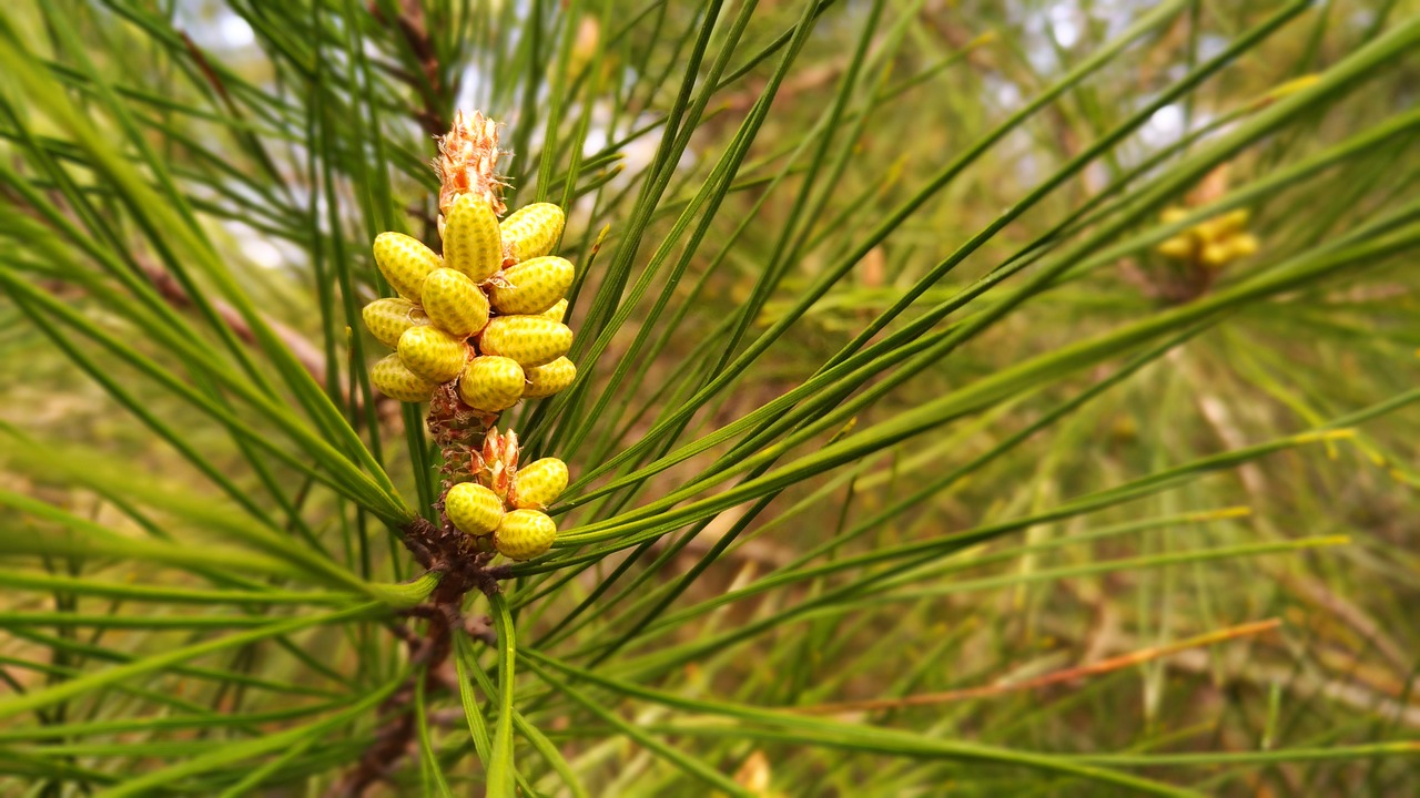 pine pine tree nature free photo