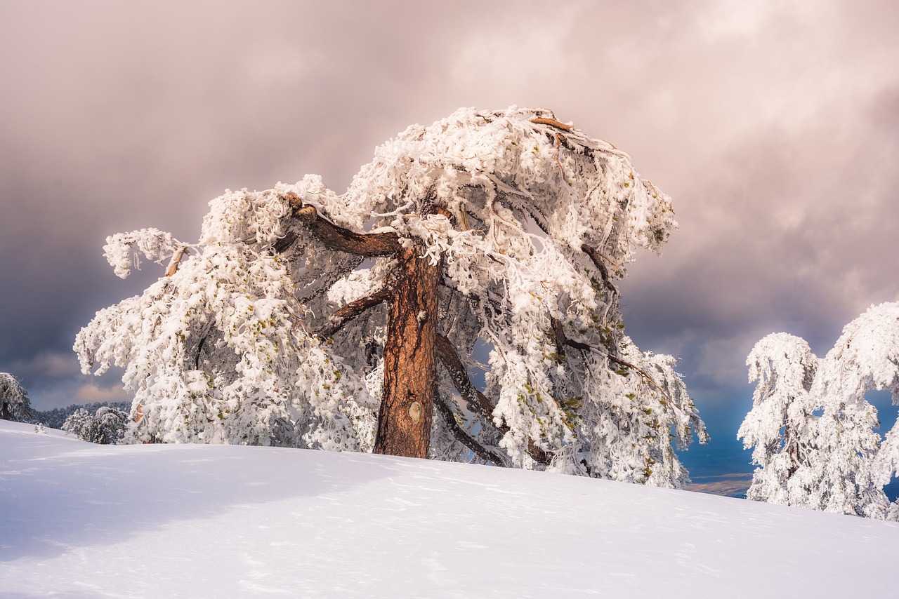 pine sky snow free photo