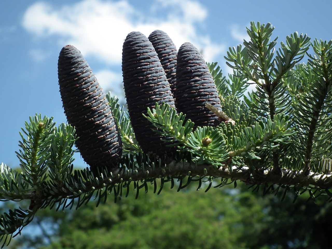 pine nature tree free photo