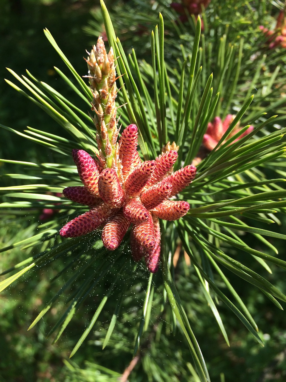 pine cone evergreen tree free photo