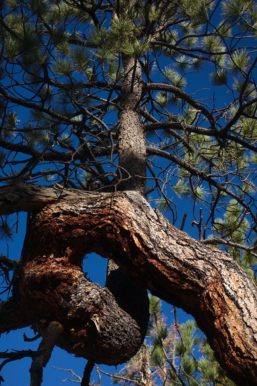 pine tree jeffrey free photo