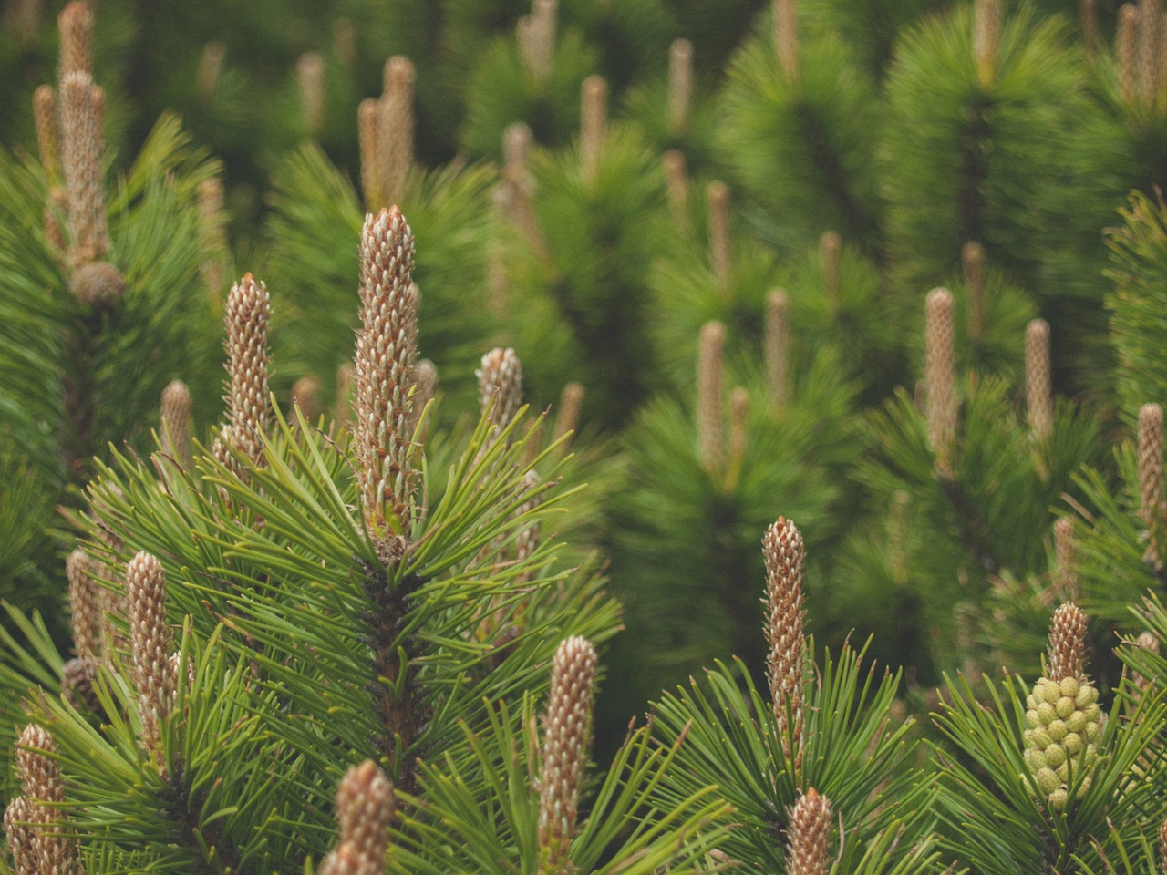 pine conifer nature free photo