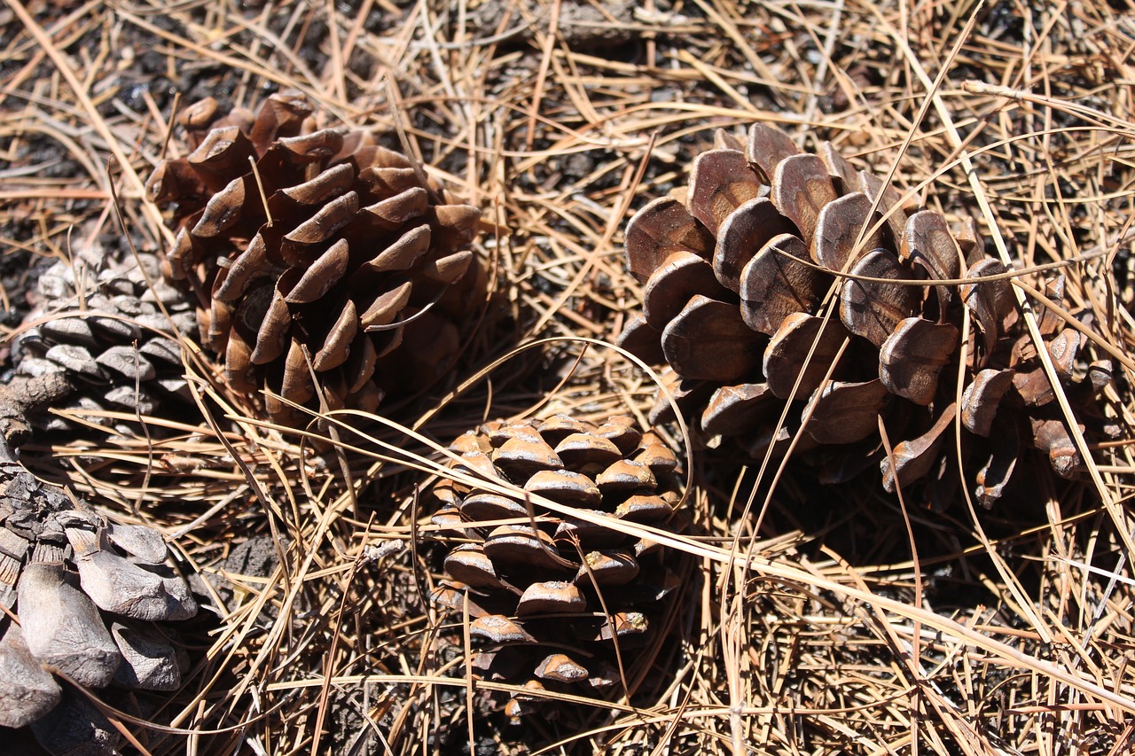 pine grass pineapples free photo