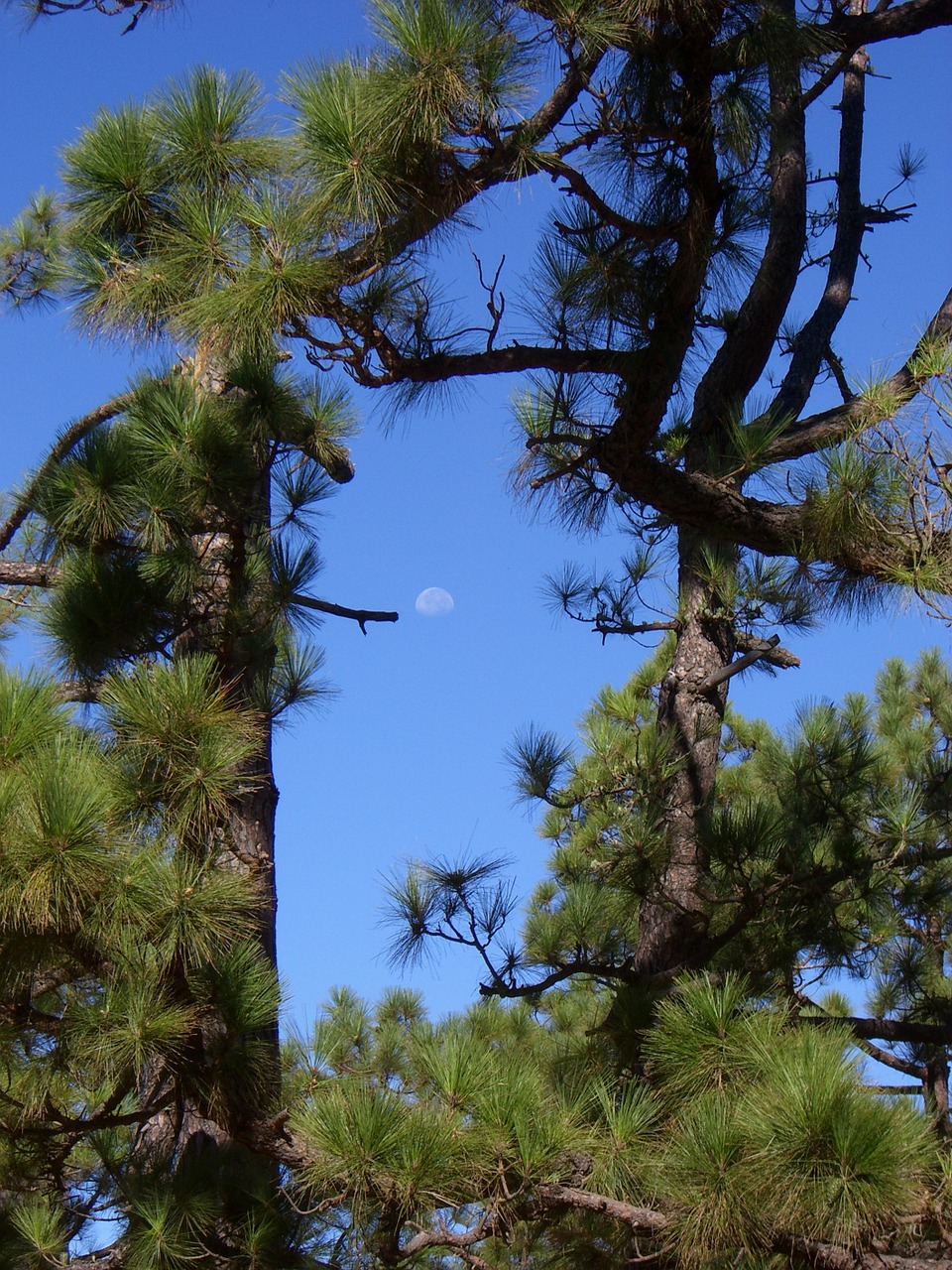 pine conifer tree free photo