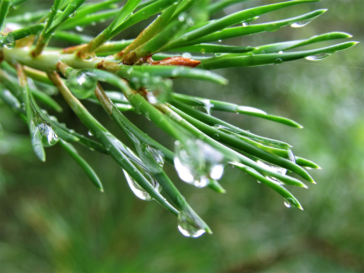 pine needles water free photo