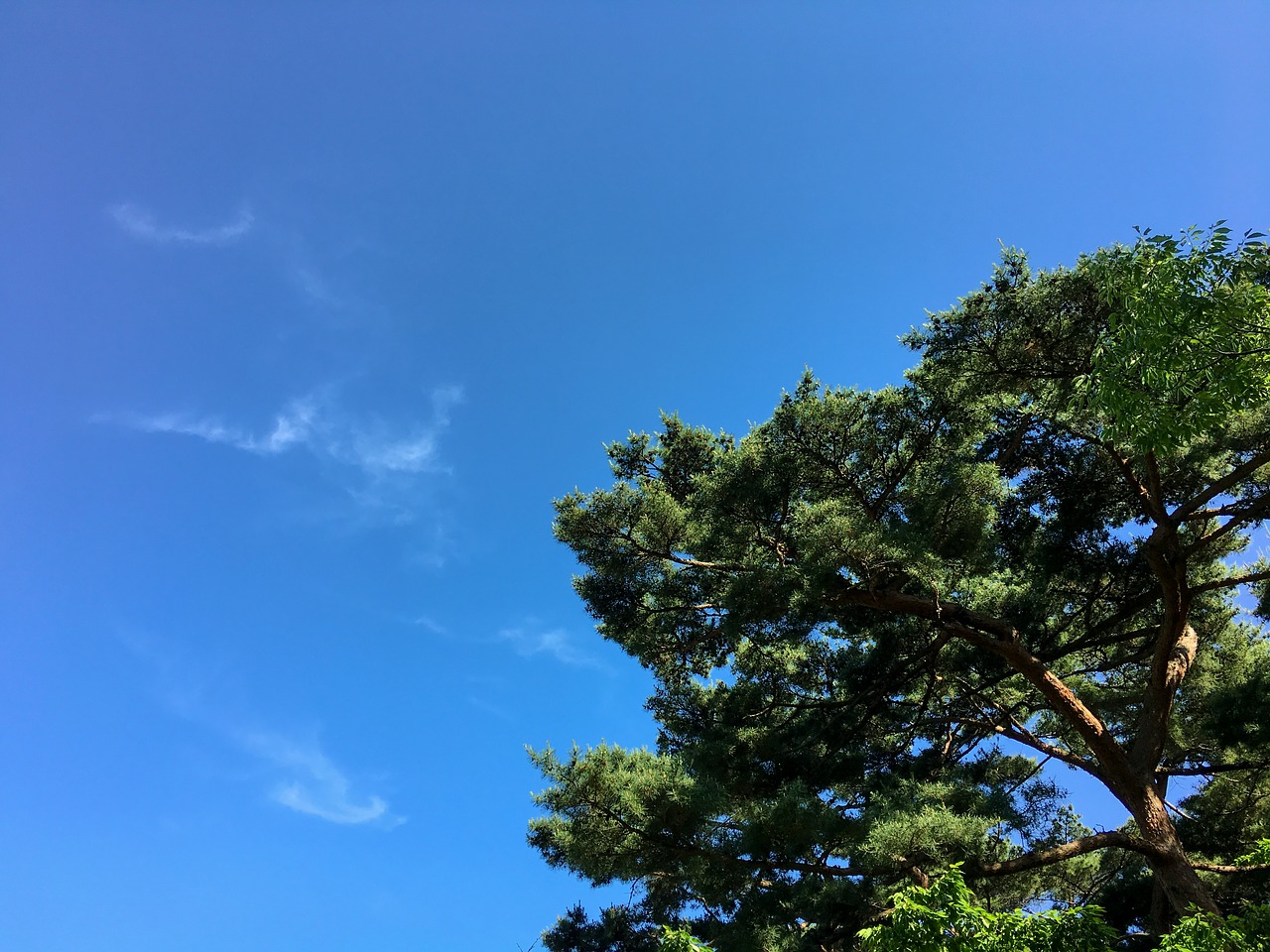 pine nature sky free photo