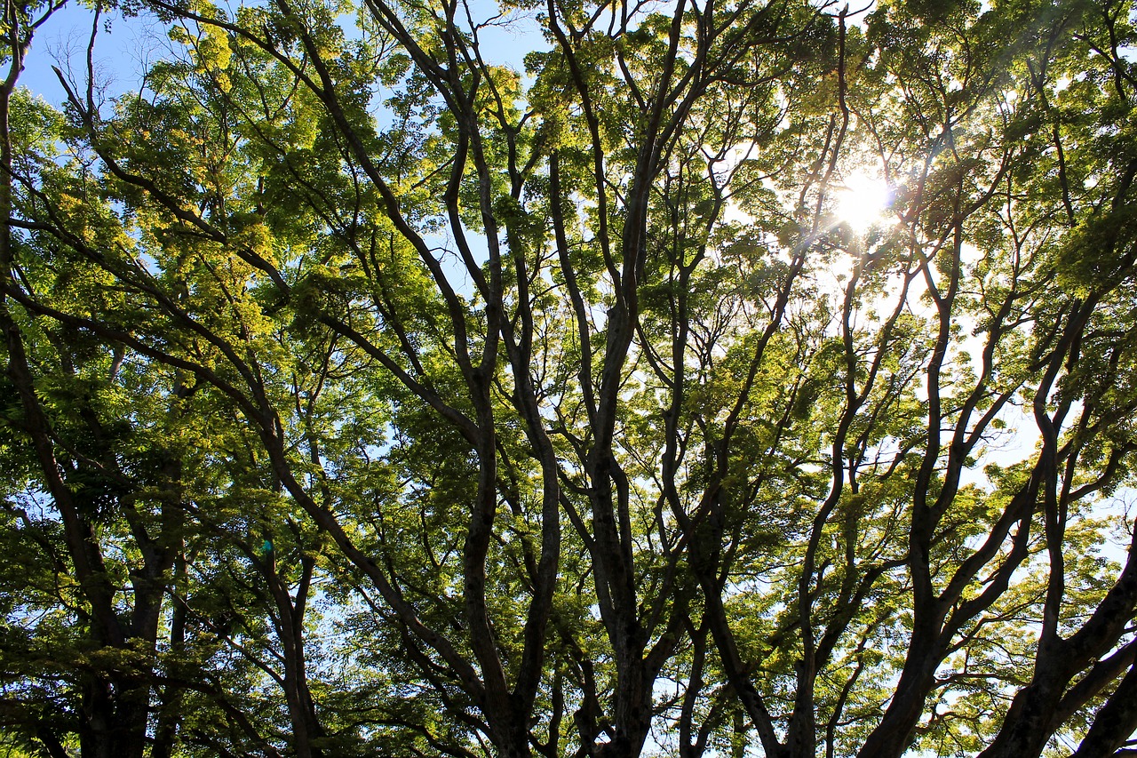 pine nature sky free photo