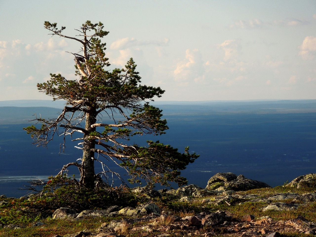 pine landscape conifers free photo