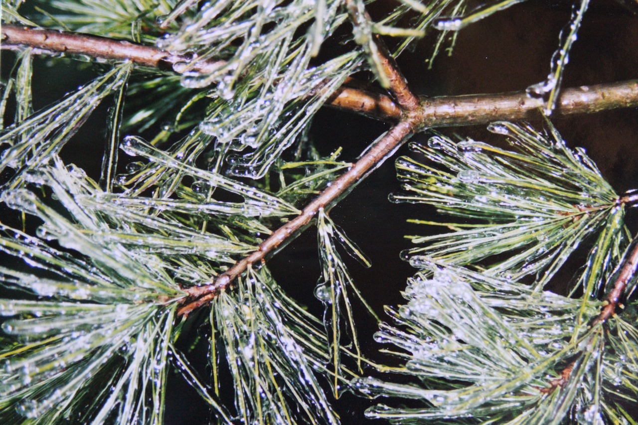 pine pine needles ice tank free photo