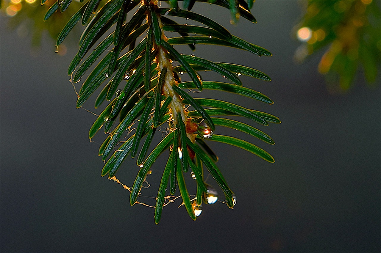 pine tree dew free photo