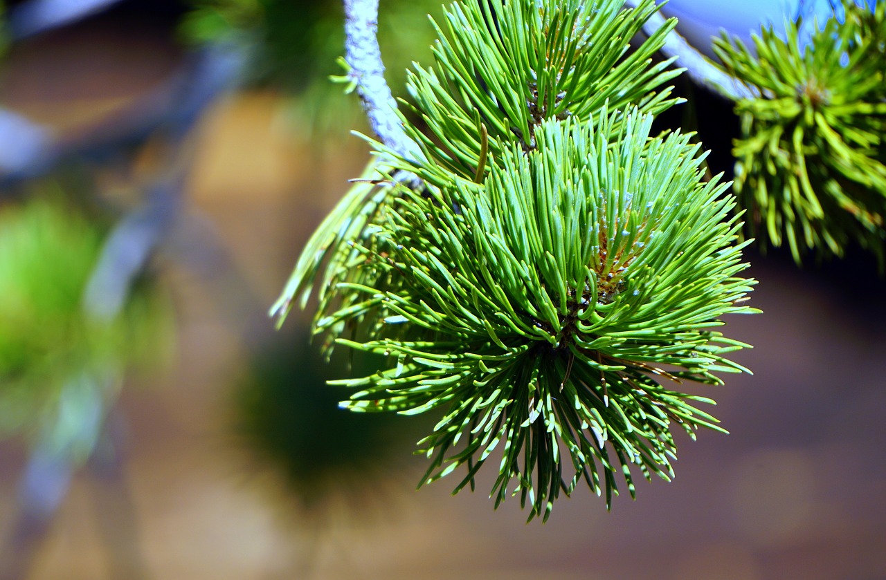 pine leaves nature free photo