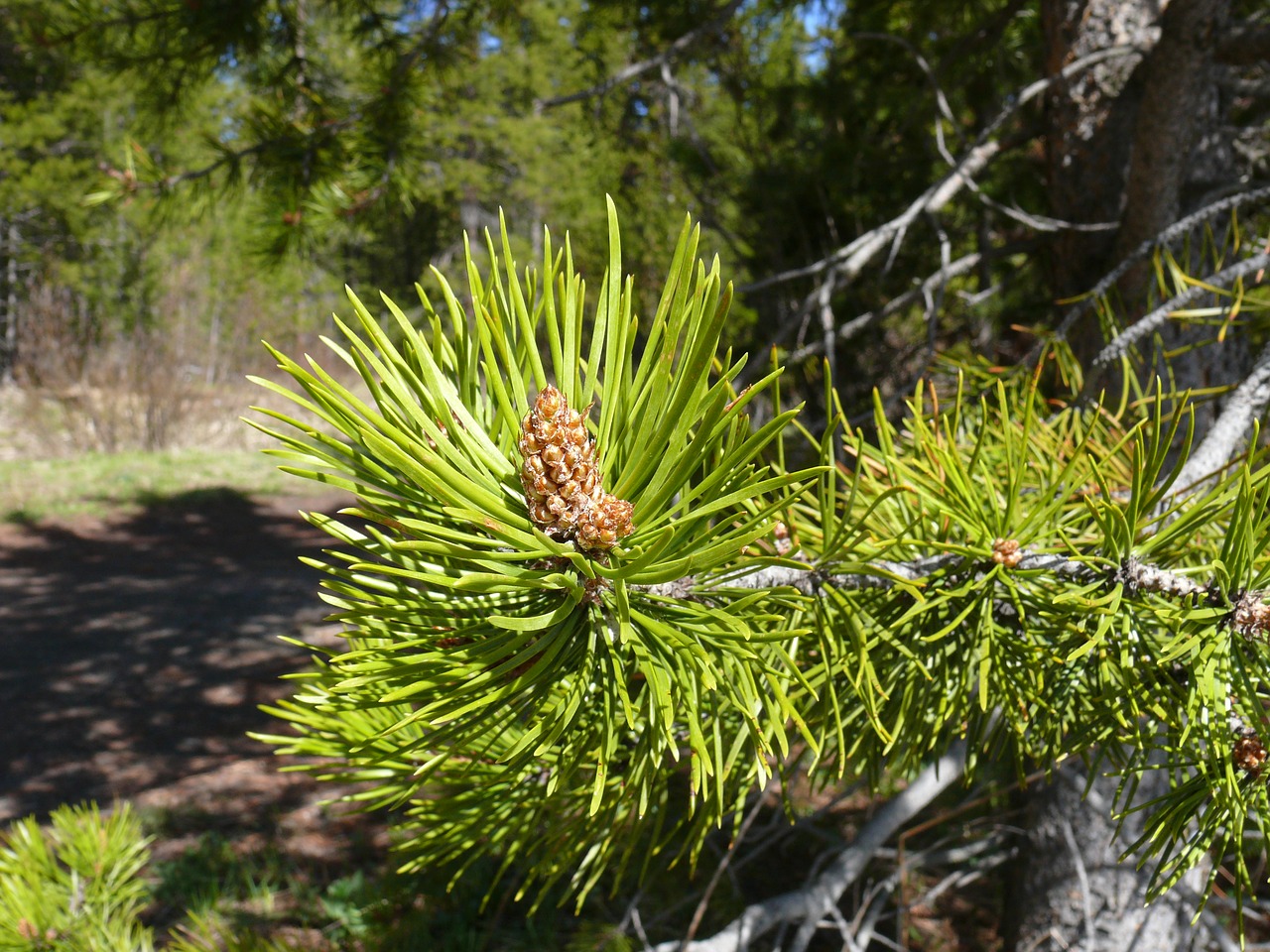 pine pinecone conifer free photo