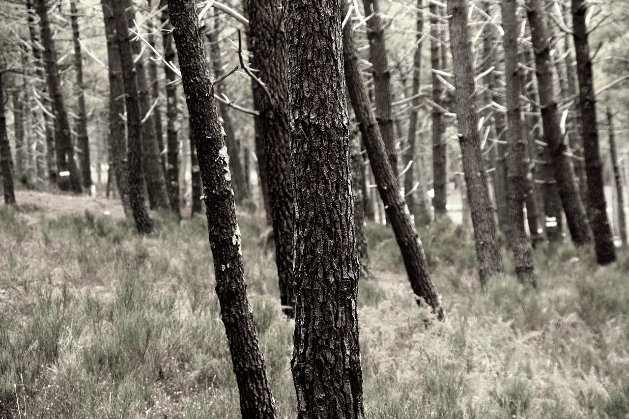 pine trees bark free photo