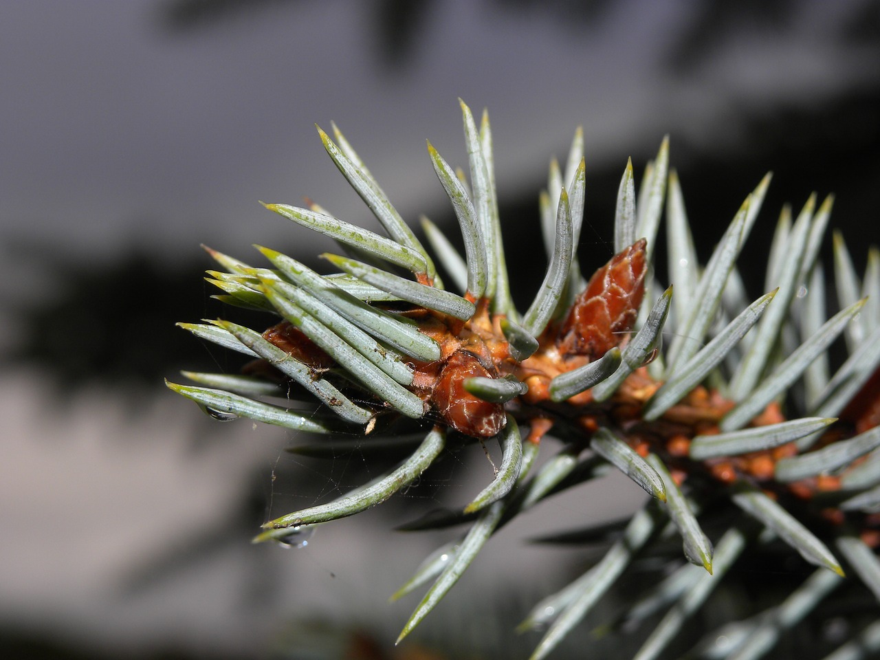 pine macro nature free photo