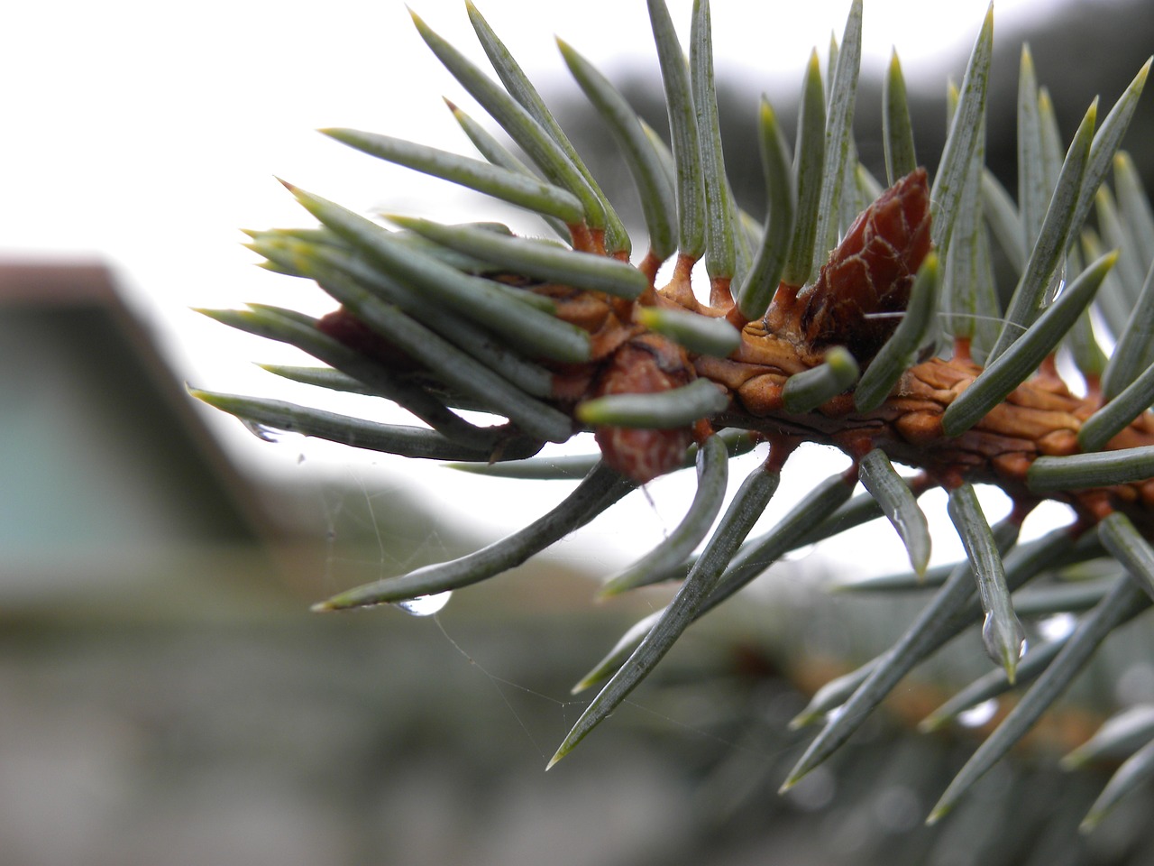 pine macro drop of rain free photo