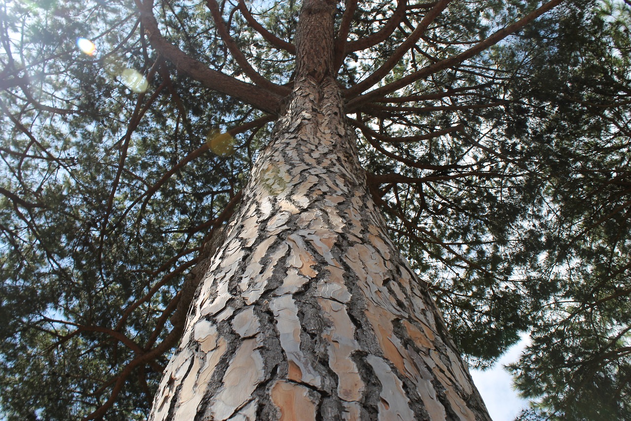 pine tree ostia free photo