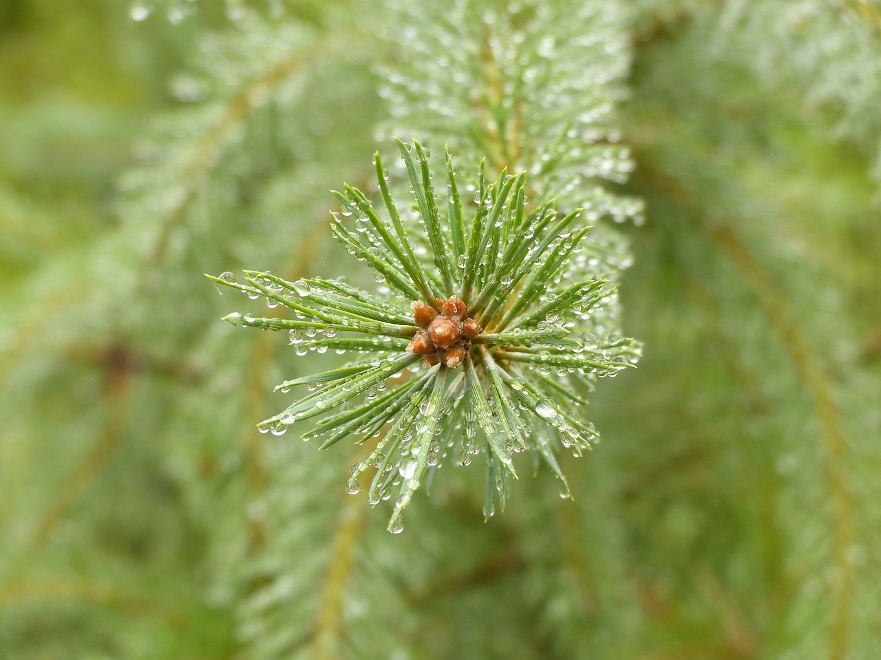 pine conifer close free photo