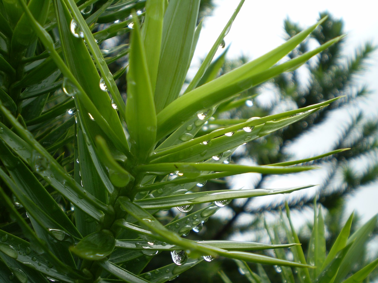 pine pine needles wet free photo