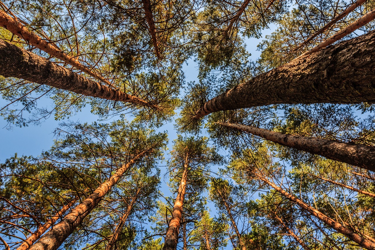 pine trees landscape free photo