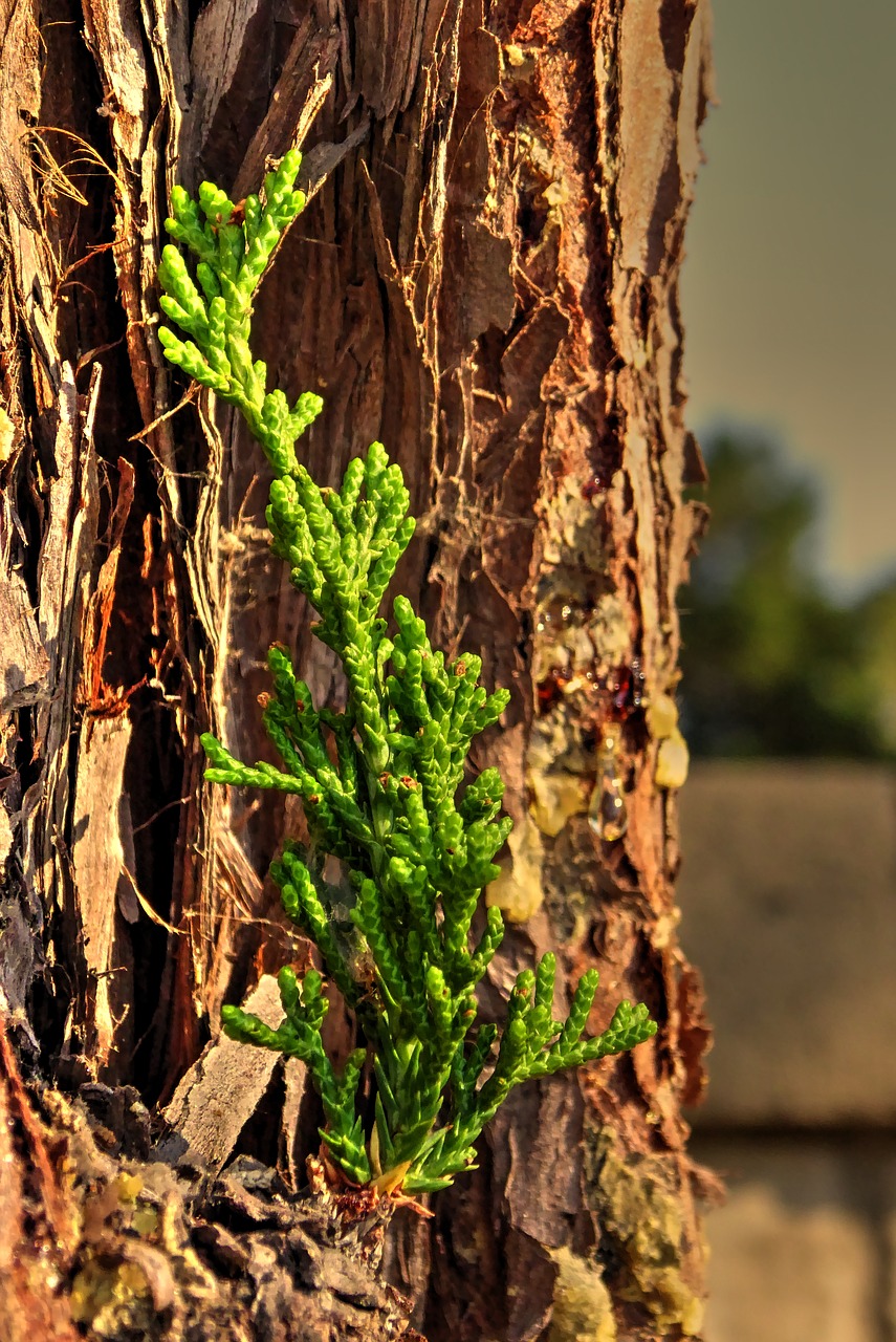 pine sapling tree free photo