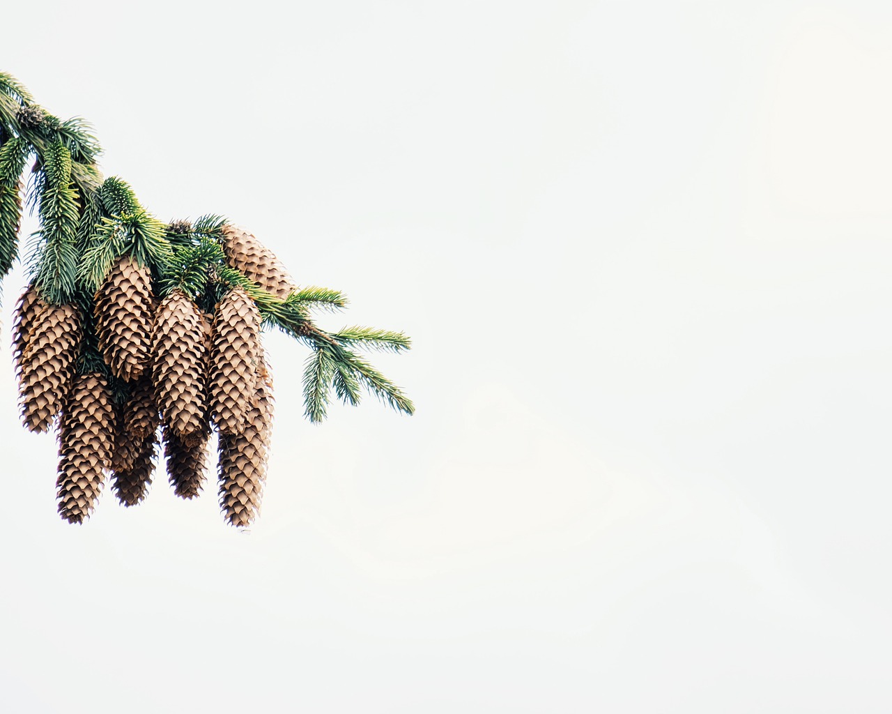 pine cone tree free photo