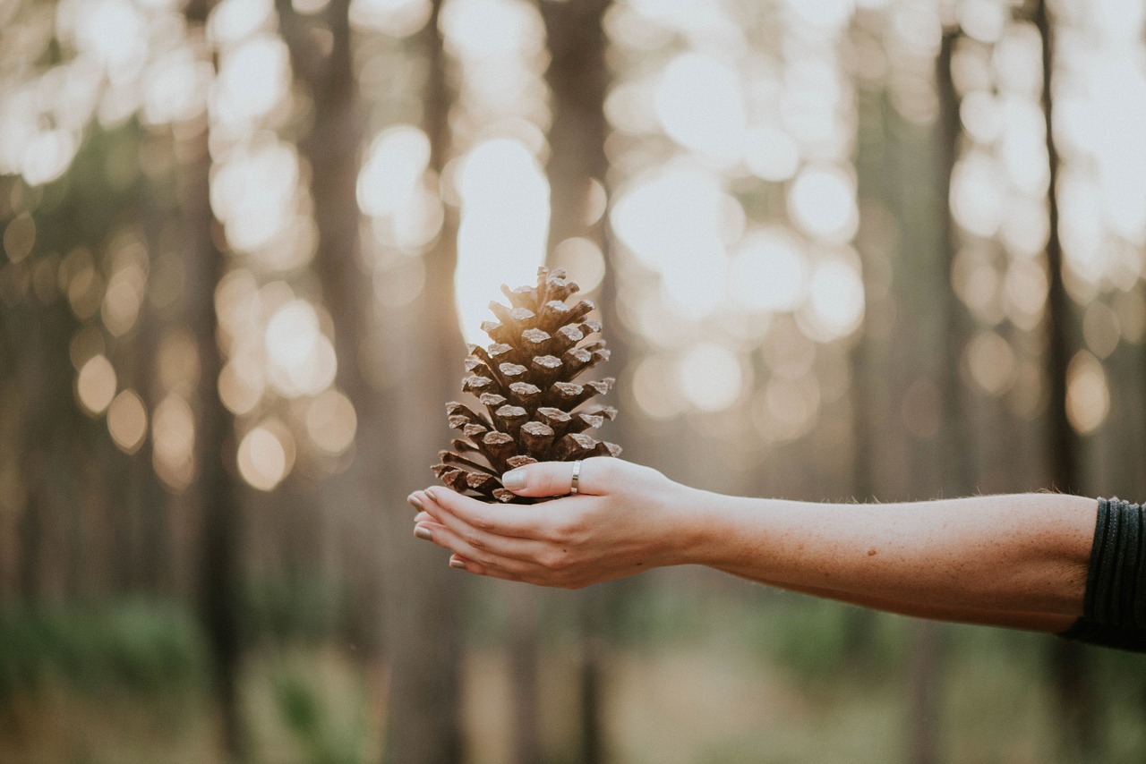 pine cone hand free photo