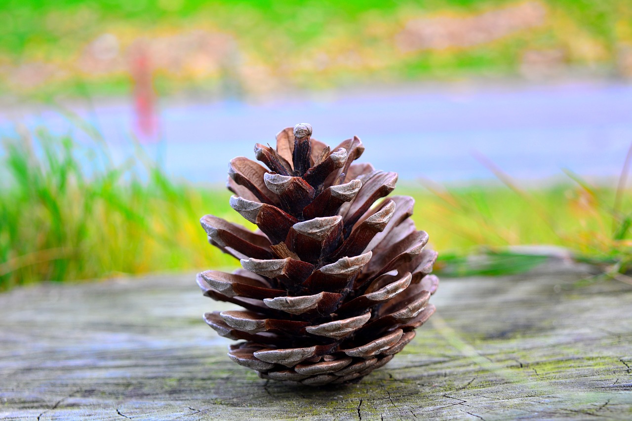 pine cone green free photo