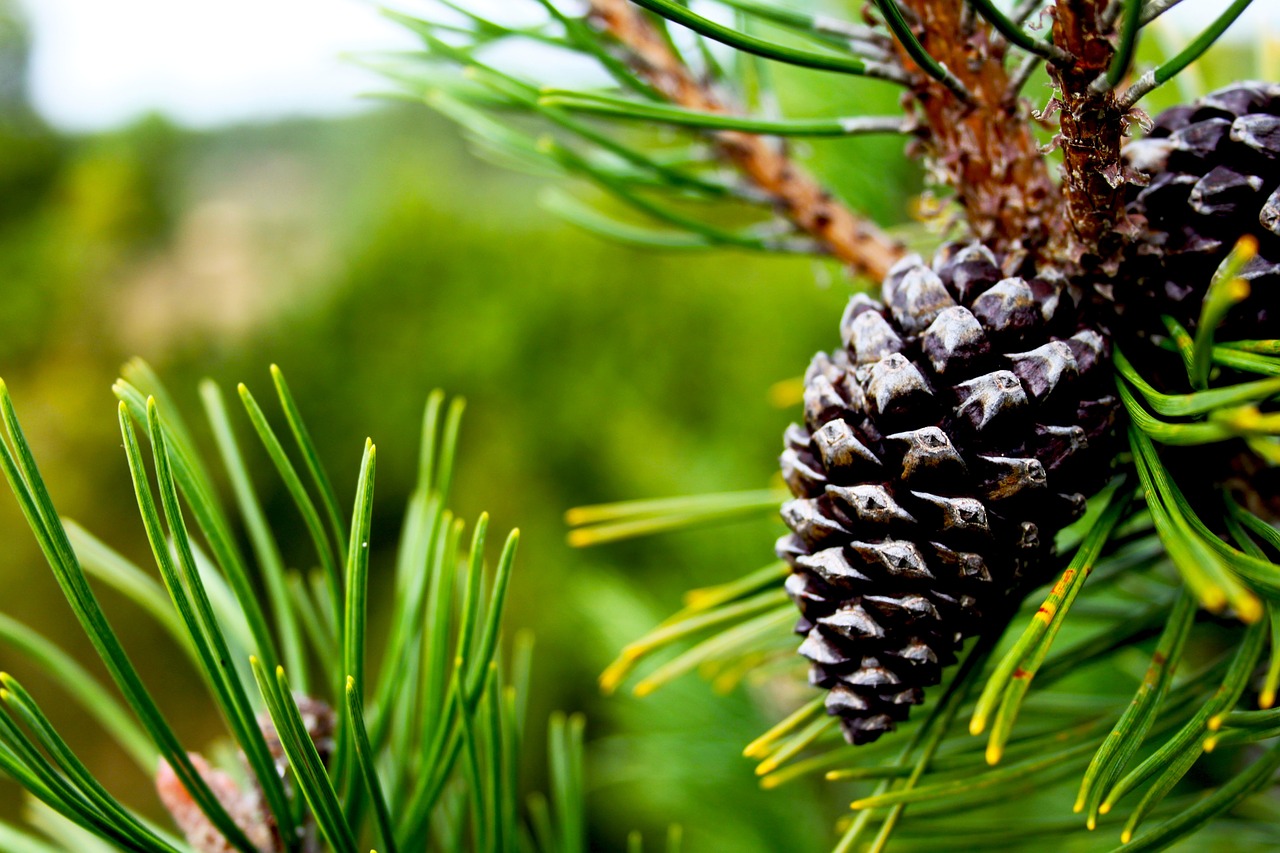 pine cone green free photo