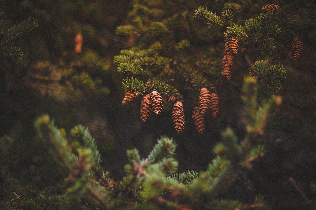 pine cone green free photo